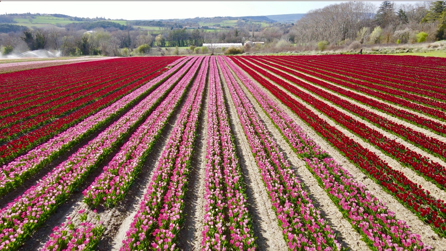 Des champs de tulipes en Provence - Judith Voyage