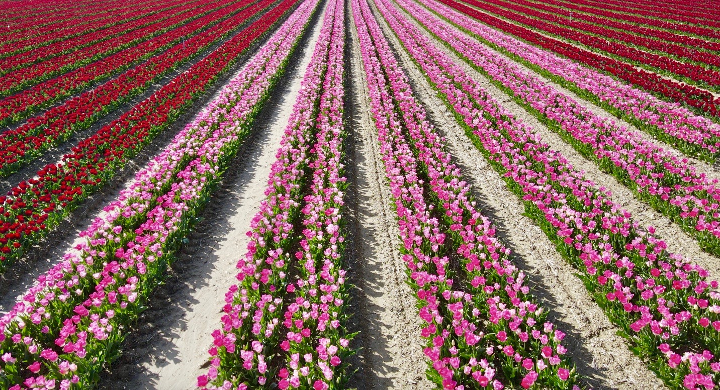 Des champs de tulipes en Provence - Judith Voyage